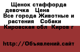 Щенок стаффорда девочка › Цена ­ 20 000 - Все города Животные и растения » Собаки   . Кировская обл.,Киров г.